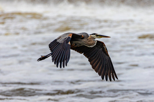 Blue Heron in Flight across Dam