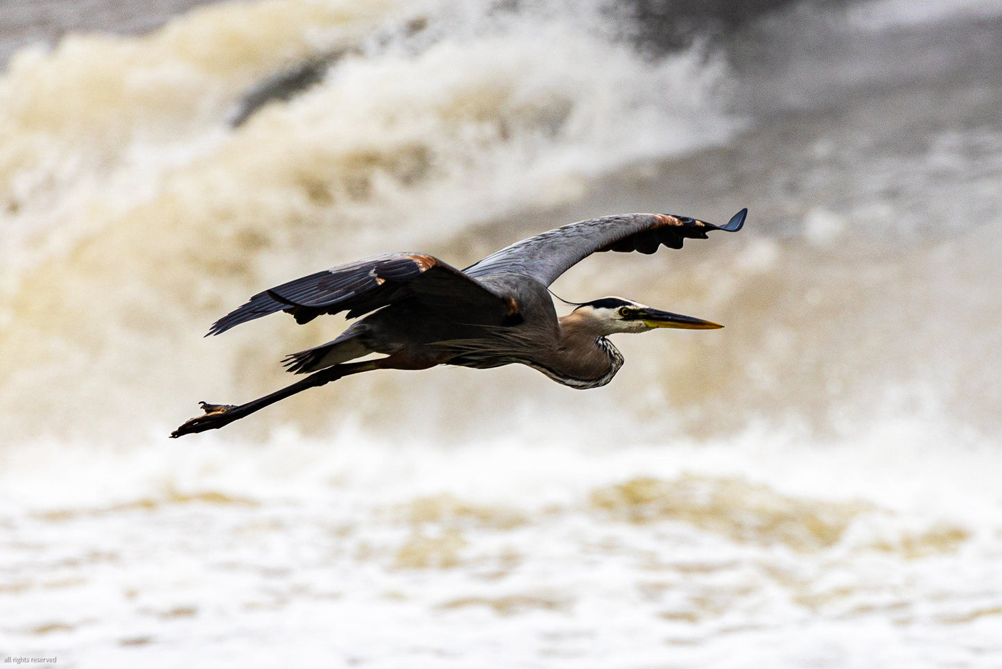 Blue Heron In Flight Over Water
