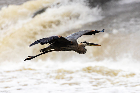 Blue Heron In Flight Over Water