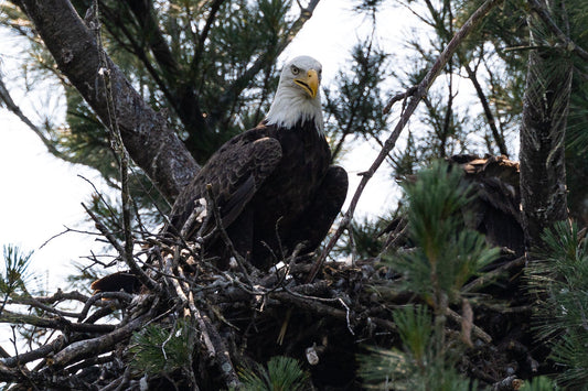 Eagle in Nest Protecting Eggs