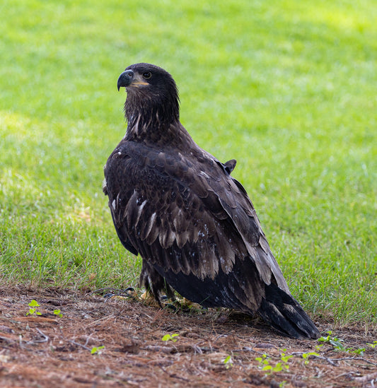 Baby Eagle Standing on Ground