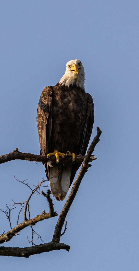 Eagle Symbol of Freedom