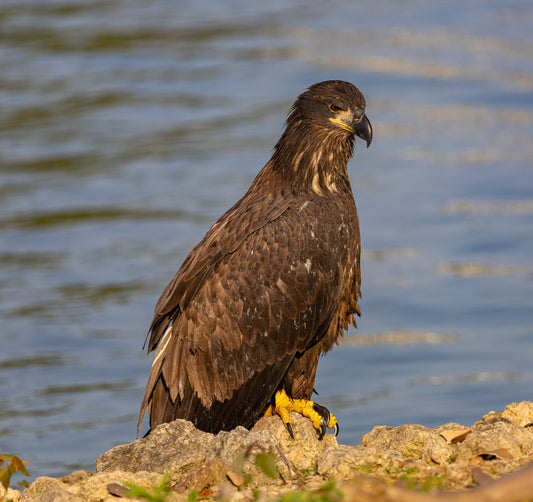 Baby Eagle on River Bank