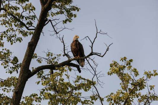 Symbol of Freedom High in Tree