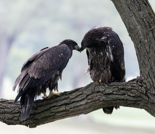 Two Juvenile Eagles Checking each other Out