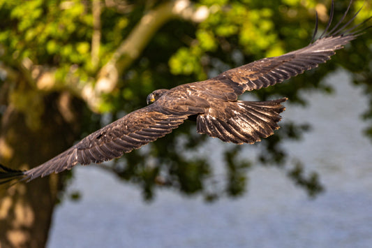 Baby Eagle Taking Flight