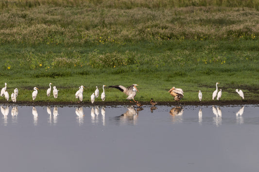 White Pelicans on River Bank