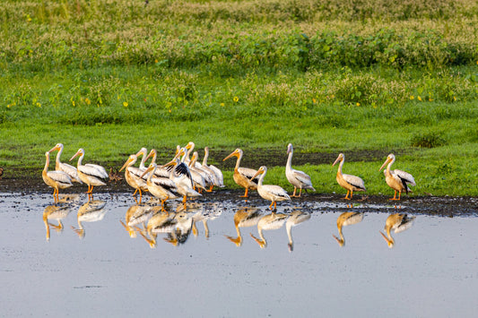 White Pelicans Standing in Water
