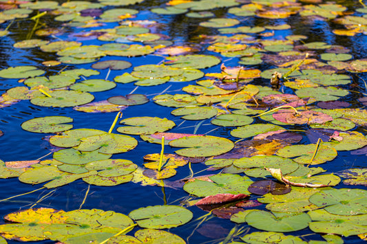 Lily Pads in Wisconsin Lake