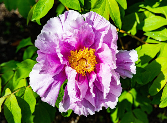 Peony in Bloom